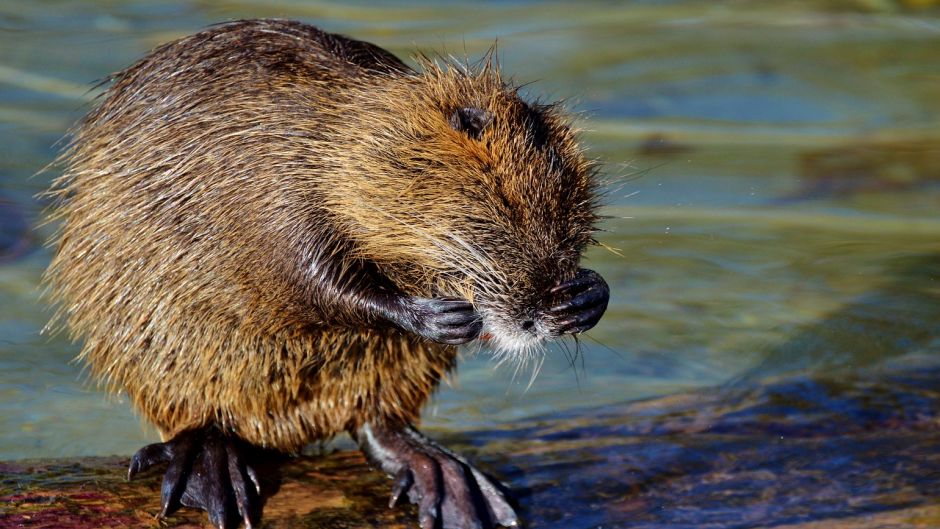 Coipo, Guia de Fauna. RutaChile.   - 