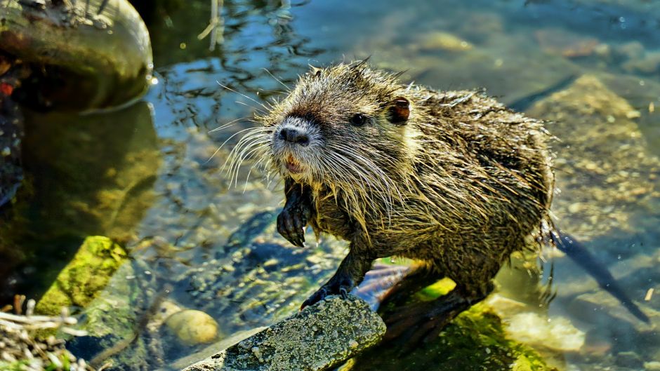 Coipo, Guia de Fauna. RutaChile.   - 