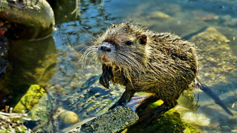 Coipo, Guia de Fauna. RutaChile.   - CHILE