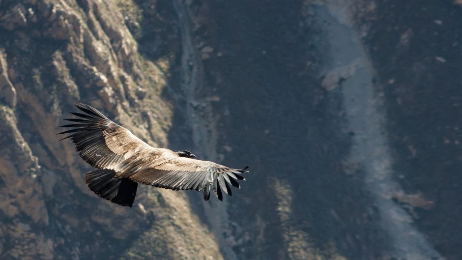 Condor, Guia de Fauna. RutaChile.   - PERU