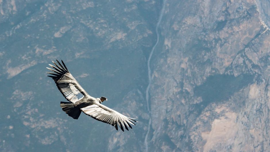 Condor, Guia de Fauna. RutaChile.   - COLOMBIA