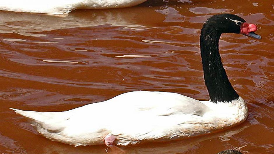Cisne de Cuello Negro, Guia de Fauna. RutaChile.   - CHILE