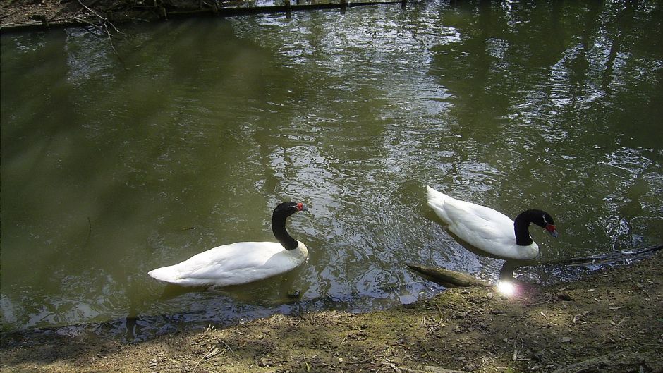 Cisne de Cuello Negro, Guia de Fauna. RutaChile.   - PERU