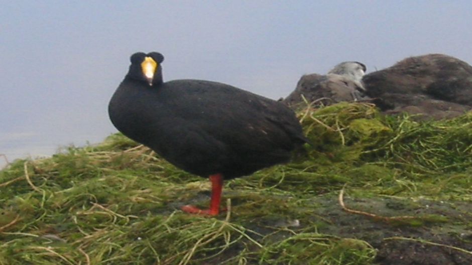 Tagua Gigante, Guia de Fauna. RutaChile.   - BOLIVIA