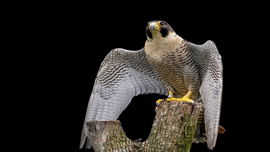 Halcon Peregrino Austral, Guia de Fauna. RutaChile.   - 