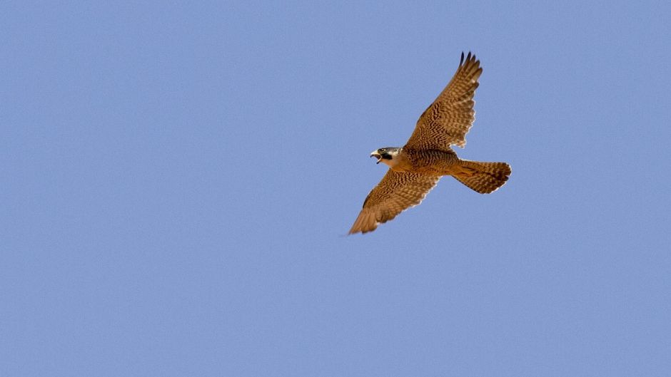 Halcon Peregrino Austral, Guia de Fauna. RutaChile.   - BOLIVIA