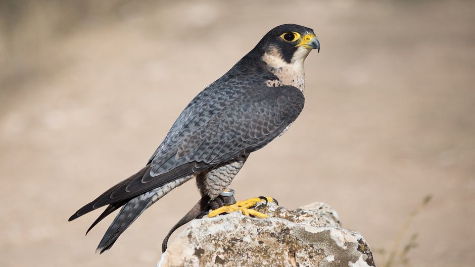 Halcon Peregrino Austral, Guia de Fauna. RutaChile.   - CHILE