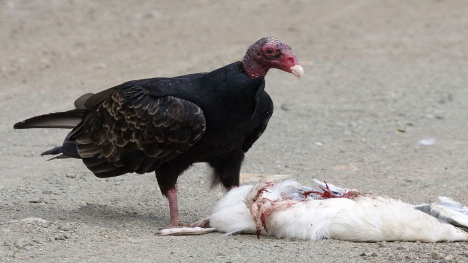 Jote de cabeza colorada, Guia de Fauna. RutaChile.   - ARGENTINA