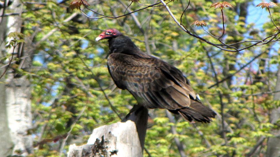 Jote de cabeza colorada, Guia de Fauna. RutaChile.   - ARGENTINA