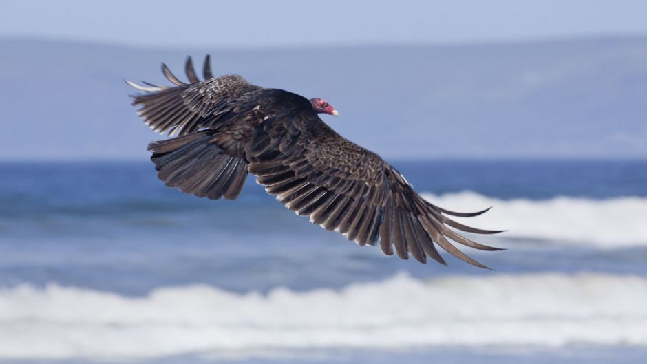 Jote de cabeza colorada, Guia de Fauna. RutaChile.   - 