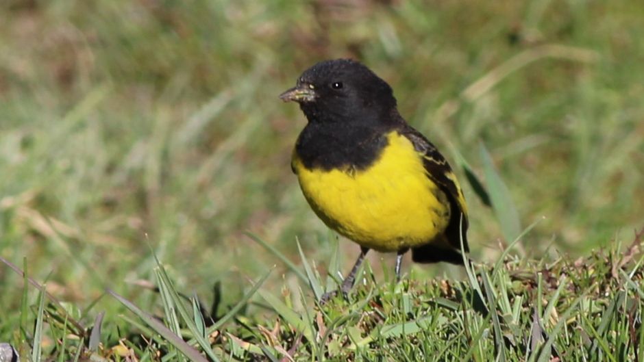 Jilguero Cordillerano, Guia de Fauna. RutaChile.   - CHILE