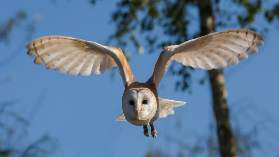 Lechuza, Guia de Fauna. RutaChile.   - SLOVENIA