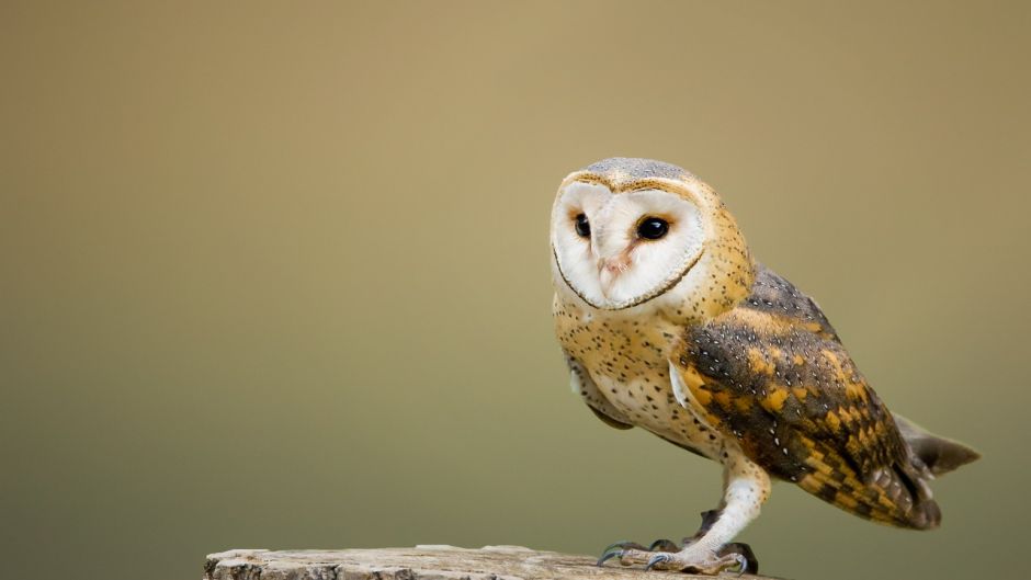 Lechuza, Guia de Fauna. RutaChile.   - ESTADOS UNIDOS