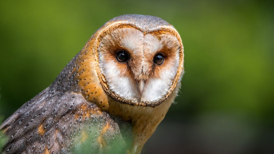 Lechuza, Guia de Fauna. RutaChile.   - ESTADOS UNIDOS