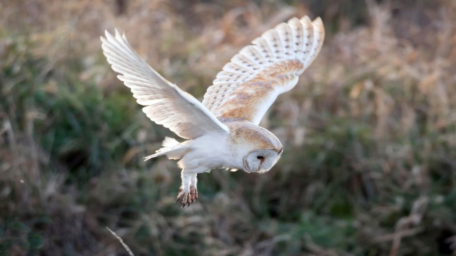 Lechuza, Guia de Fauna. RutaChile.   - ESTADOS UNIDOS