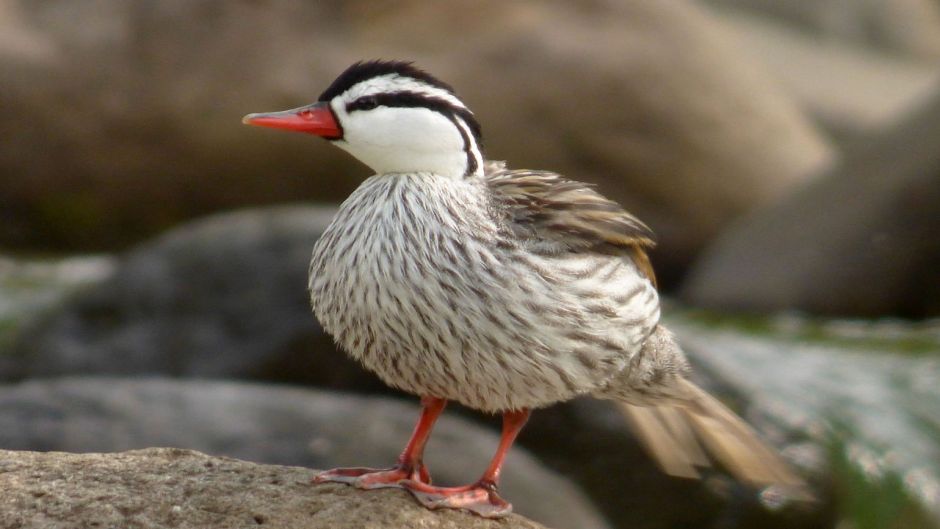 Pato Cortacorrientes, Guia de Fauna. RutaChile.   - 