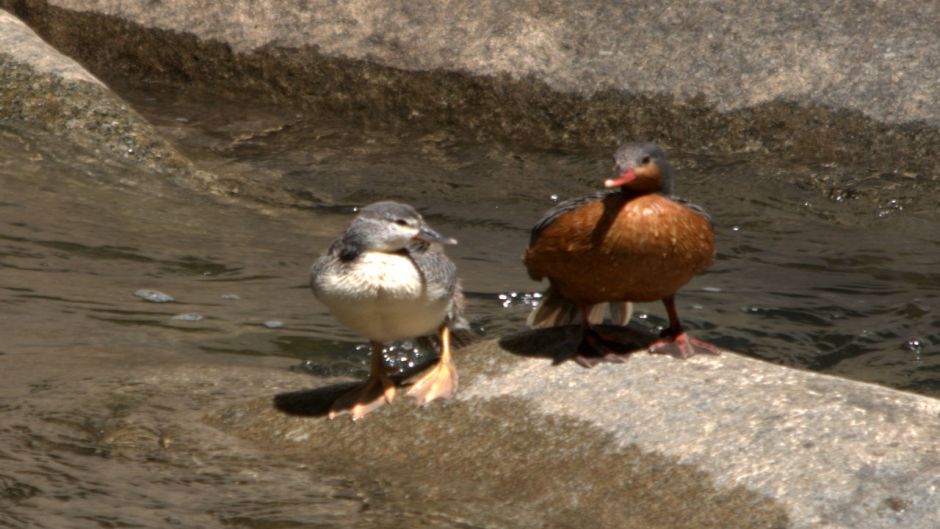 Pato Cortacorrientes, Guia de Fauna. RutaChile.   - PARAGUAY