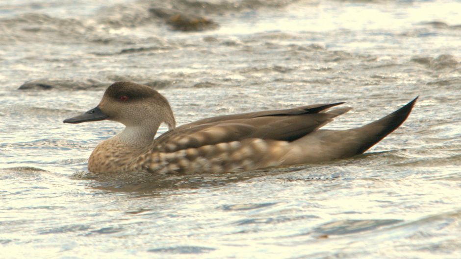 Pato Juarjal, Guia de Fauna. RutaChile.   - CHILE