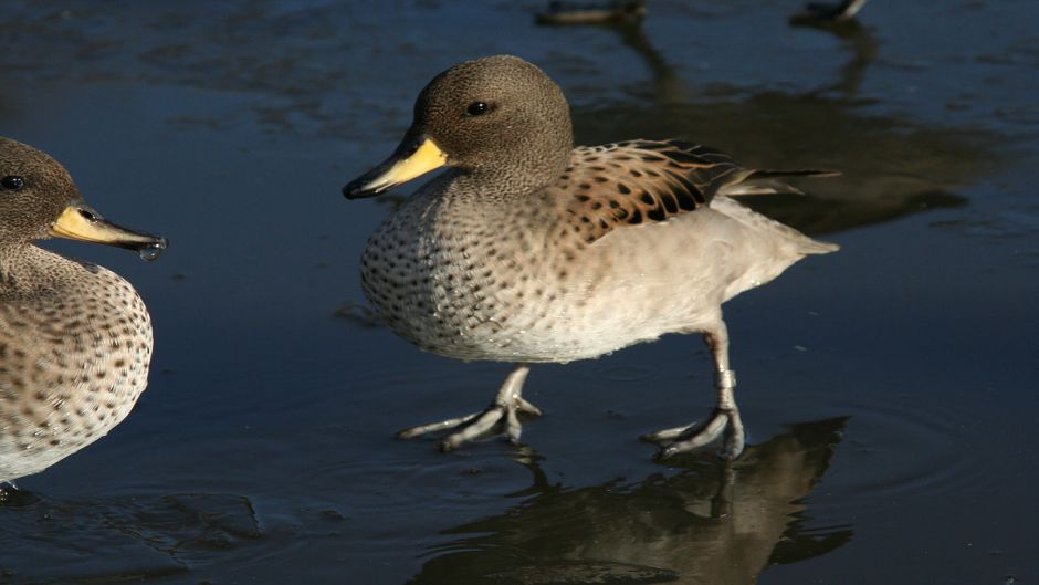 Pato jergón chico, Guia de Fauna. RutaChile.   - CHILE