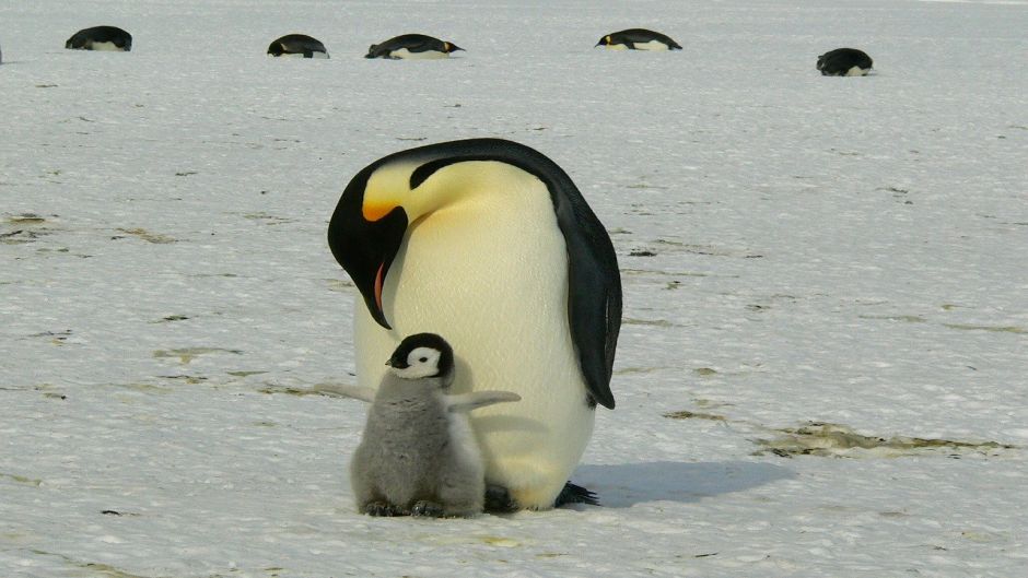 Pingüino emperador, Guia de Fauna. RutaChile.   - 