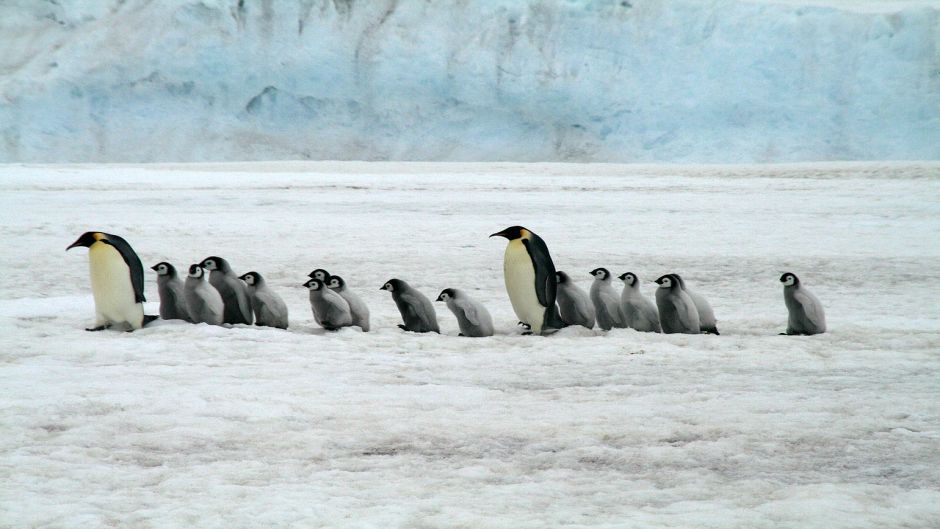 Pingüino emperador, Guia de Fauna. RutaChile.   - 