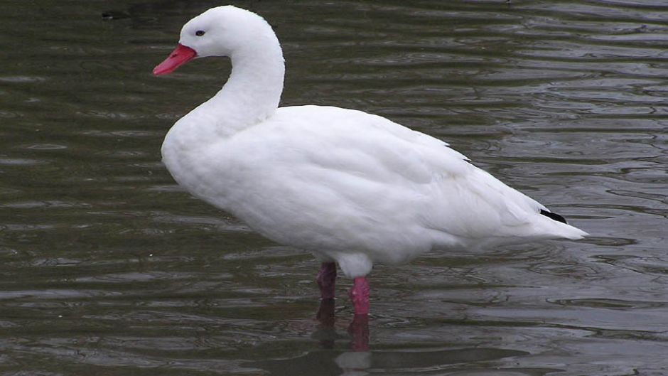 Cisne Coscoroba, Guia de Fauna. RutaChile.   - ARGENTINA