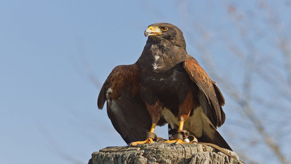 Peuco, Guia de Fauna. RutaChile.   - PERU