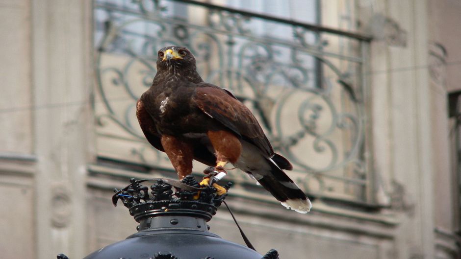 Peuco, Guia de Fauna. RutaChile.   - BOLIVIA