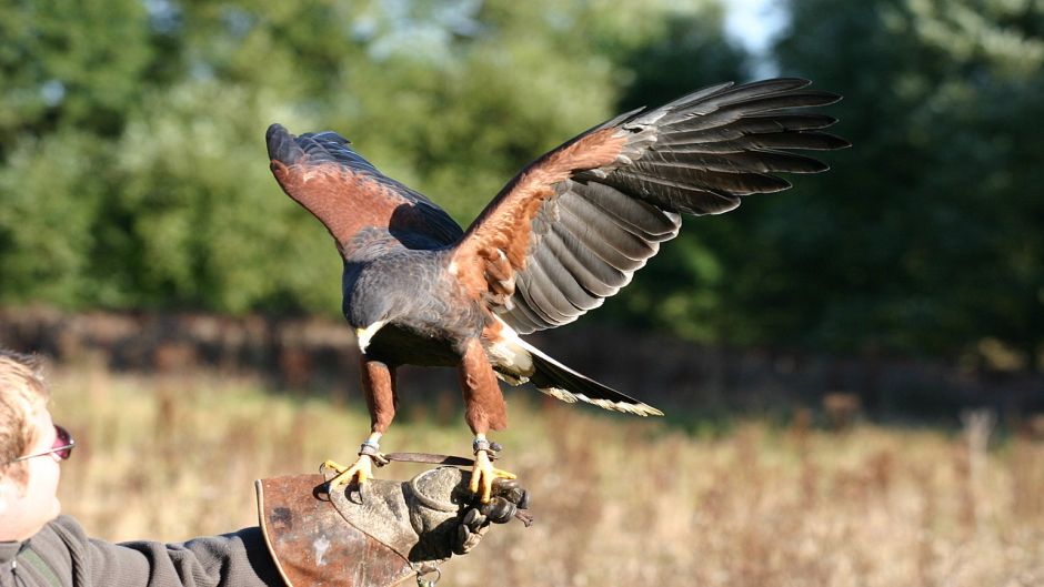 Peuco, Guia de Fauna. RutaChile.   - CHILE