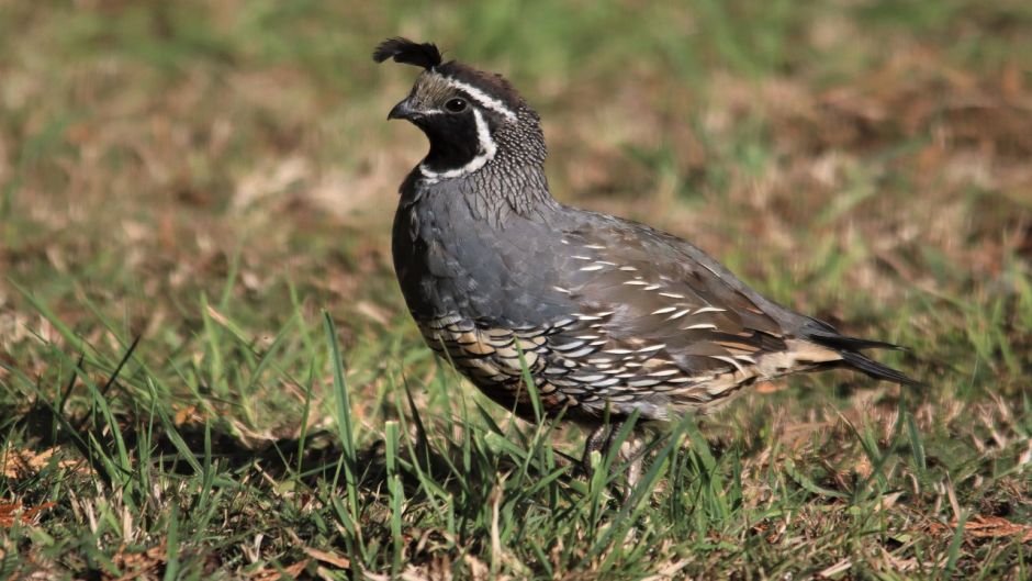 Codorniz, Guia de Fauna. RutaChile.   - ARGENTINA