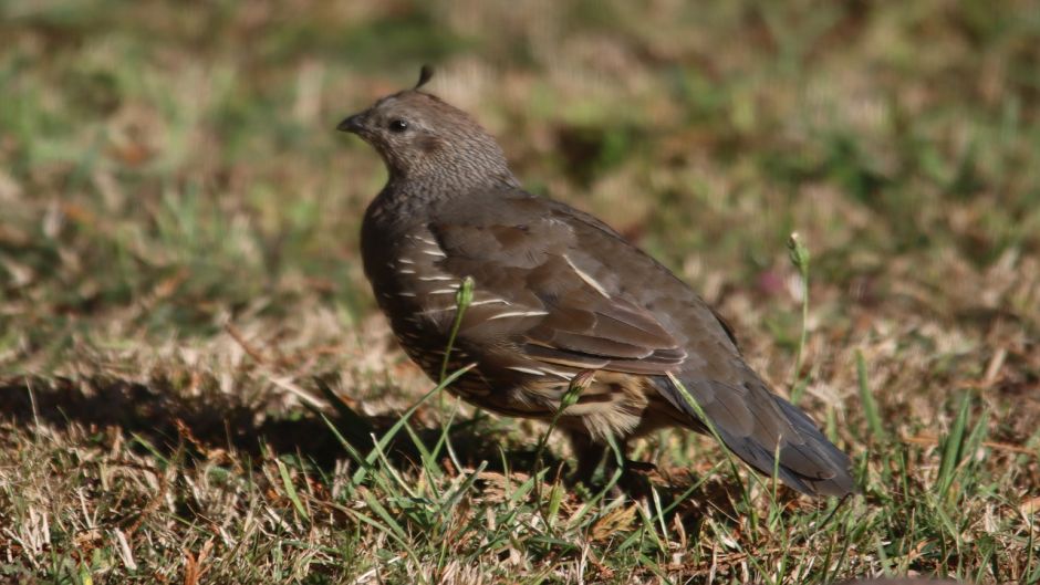 Codorniz, Guia de Fauna. RutaChile.   - AUSTRIA