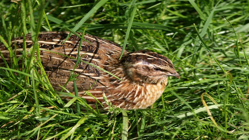 Codorniz, Guia de Fauna. RutaChile.   - ESPAA