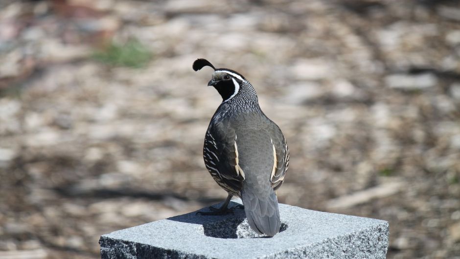 Codorniz, Guia de Fauna. RutaChile.   - ALEMANIA