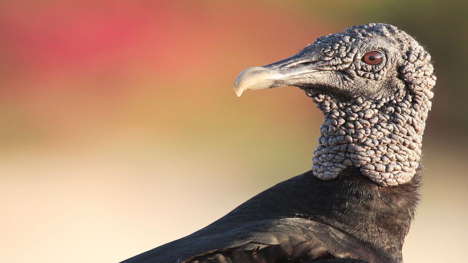 Jote de cabeza negra, Guia de Fauna. RutaChile.   - BOLIVIA