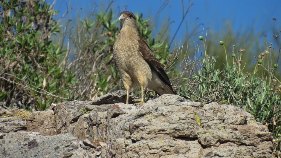 Tiuque, Guia de Fauna. RutaChile.   - 