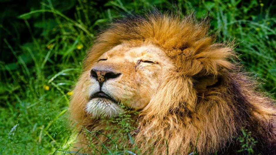 León, Guia de Fauna. RutaChile.   - SUD AFRICA