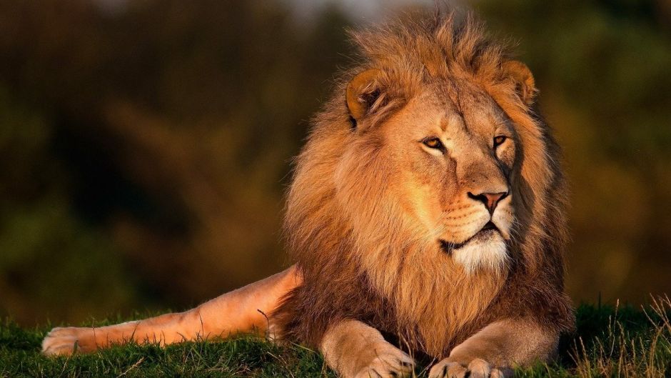 León, Guia de Fauna. RutaChile.   - SUDAFRICA