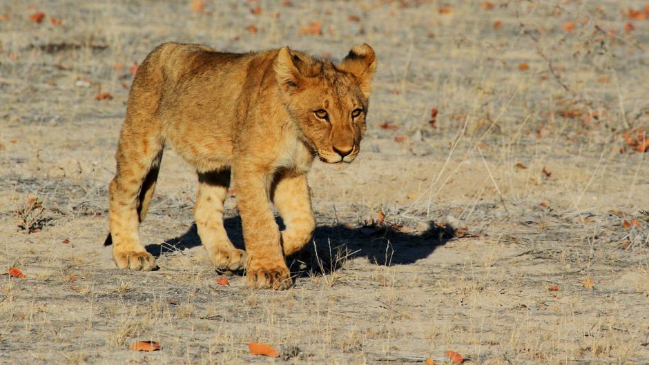 León, Guia de Fauna. RutaChile.   - SUD AFRICA