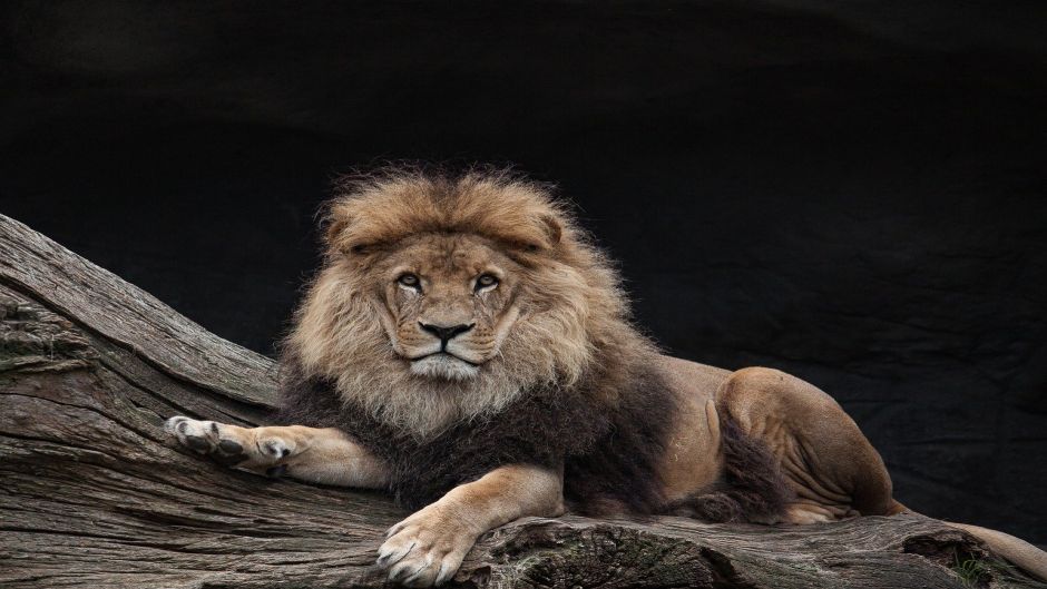 León, Guia de Fauna. RutaChile.   - INDIA