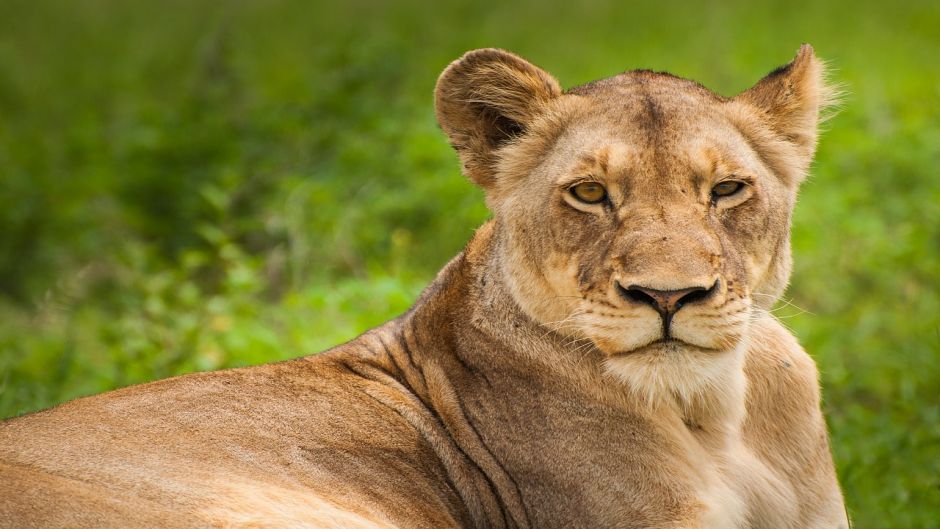 León, Guia de Fauna. RutaChile.   - SUDAFRICA