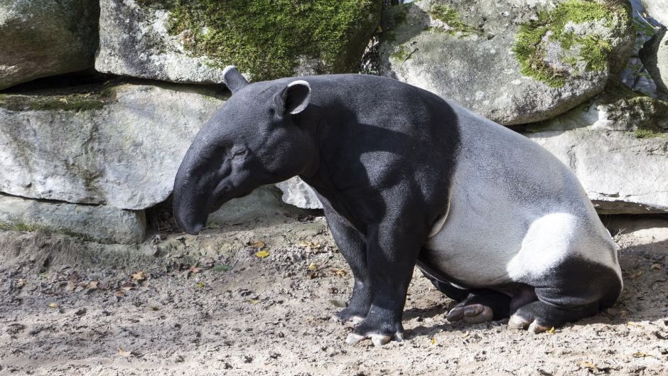 Tapir, Guia de Fauna. RutaChile.   - BRASIL