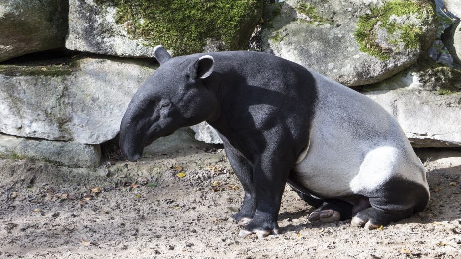 Tapir, Guia de Fauna. RutaChile.   - VENEZUELA