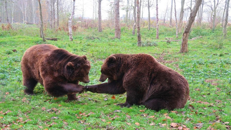 Oso Pardo.   - RUSIA