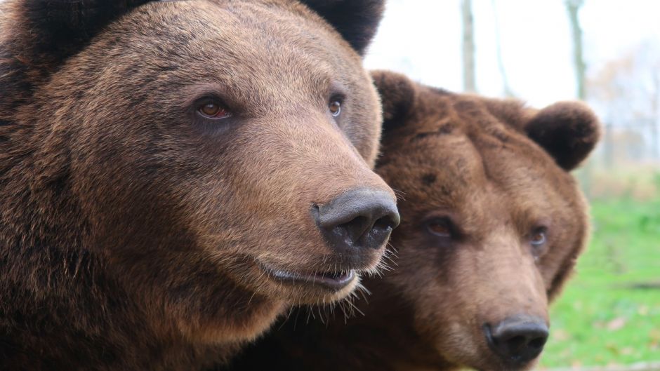 Oso Pardo.   - ESTADOS UNIDOS