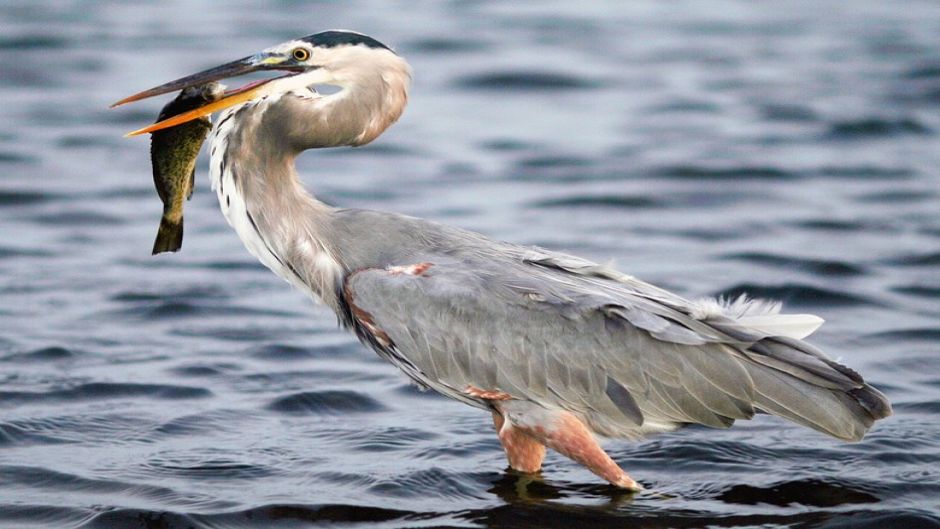 Garza ceniza, Guia de Fauna. RutaChile.   - 