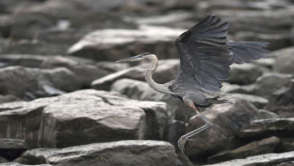 Garza ceniza, Guia de Fauna. RutaChile.   - 