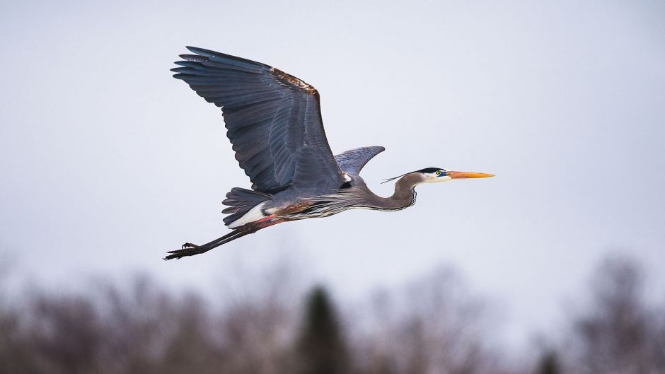 Garza ceniza, Guia de Fauna. RutaChile.   - ESTADOS UNIDOS