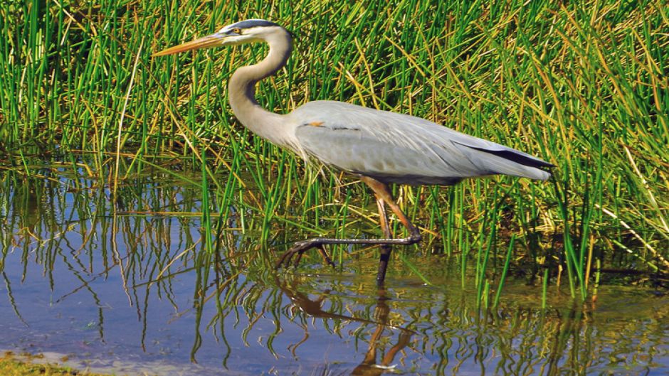 Garza ceniza, Guia de Fauna. RutaChile.   - CANADA