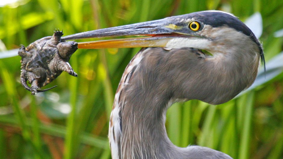 Garza ceniza, Guia de Fauna. RutaChile.   - CANADA