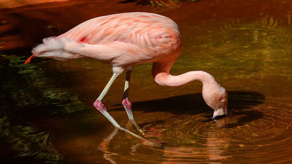 Flamenco Chileno, Guia de Fauna. RutaChile.   - PARAGUAY